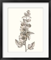 Neutral Botanical Study V Framed Print