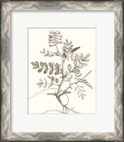 Framed 'Neutral Botanical Study VI' border=