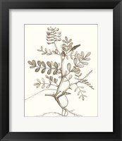 Framed 'Neutral Botanical Study VI' border=