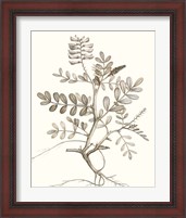 Framed 'Neutral Botanical Study VI' border=