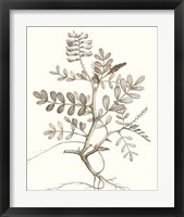 Framed 'Neutral Botanical Study VI' border=