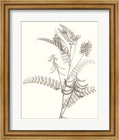 Framed 'Neutral Botanical Study VII' border=