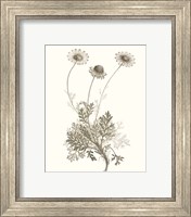 Framed 'Neutral Botanical Study VIII' border=