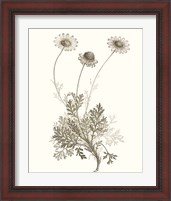 Framed 'Neutral Botanical Study VIII' border=