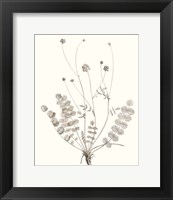 Framed 'Neutral Botanical Study IX' border=