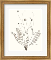 Framed 'Neutral Botanical Study IX' border=