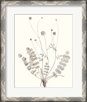 Framed 'Neutral Botanical Study IX' border=