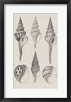 Charcoal & Linen Shells II Framed Print