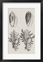 Charcoal & Linen Shells VII Framed Print