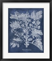 Besler Leaves in Indigo II Framed Print