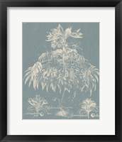 Framed 'Delicate Besler Botanical I' border=