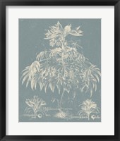 Delicate Besler Botanical I Framed Print