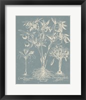 Framed 'Delicate Besler Botanical II' border=