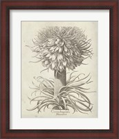 Framed 'Fresco Crown Imperial I' border=