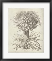 Framed 'Fresco Crown Imperial I' border=