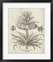 Framed 'Fresco Crown Imperial III' border=