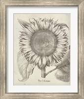 Framed 'Fresco Sunflower I' border=