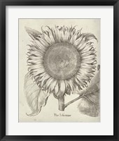 Framed 'Fresco Sunflower I' border=