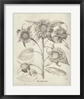 Framed 'Fresco Sunflower II' border=