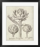 Framed 'Fresco Artichoke II' border=