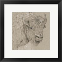 Framed 'Bison Sketch I' border=