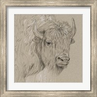 Framed 'Bison Sketch I' border=