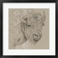 Bison Sketch I Framed Print
