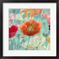 Poppies in Bloom I Framed Print