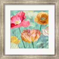 Framed 'Poppies in Bloom II' border=