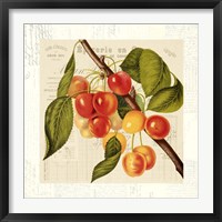 Framed 'Cerises' border=