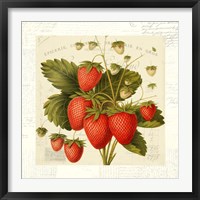 Framed 'Fraises' border=