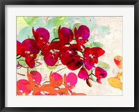 Framed Orchidreams