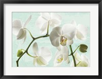 Framed Celadon Orchids