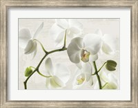 Framed Ivory Orchids