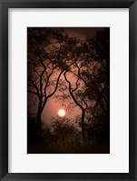 Framed Okavango Delta, Botswana Sunset Behind Tall Trees