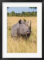 Framed Kenya, Maasai Mara National Reserve, Black Rhinoceros