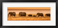 Framed Etosha National Park, Namibia, Elephants Walk In A Line At Sunset