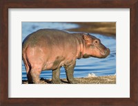 Framed Reddish Very Young Hippo Stands On Shoreline Of Lake Ndutu