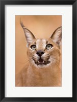 Framed Livingstone, Zambia Portrait Of A Caracal