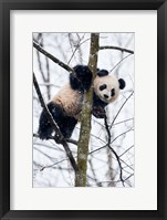 Framed China, Chengdu Panda Base Baby Giant Panda In Tree