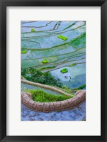 Framed Rice Terraces Of Banaue, Philippines