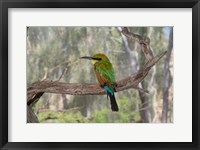 Framed Australia, Alice Springs Alice Springs Desert Park Rainbow Bee-Eater