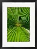 Framed Pattern On Palm Leaf, Cairns Botanic Gardens, Queensland, Australia