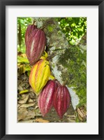 Framed Cuba, Baracoa Cacao Pods Hanging On Tree