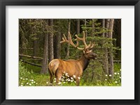 Framed Bull Elk, Bow Valley Parkway, Banff National Park, Alberta, Canada