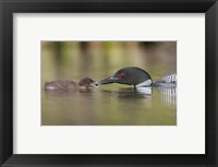 Framed Canada, British Columbia A Common Loon & Chick At Lac Le Jeune