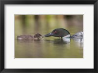 Framed Canada, British Columbia A Common Loon & Chick At Lac Le Jeune