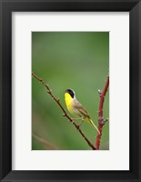 Framed Canada, Quebec, Mount St Bruno Conservation Park Common Yellowthroat Singing