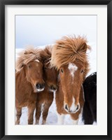 Framed Icelandic Horses With Typical Thick Shaggy Winter Coat, Iceland 12