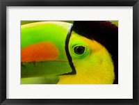 Framed Keel-Billed Toucan, Belize City, Belize